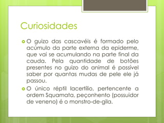 Curiosidades
 O guizo das cascavéis é formado pelo
acúmulo da parte externa da epiderme,
que vai se acumulando na parte final da
cauda. Pela quantidade de botões
presentes no guizo do animal é possível
saber por quantas mudas de pele ele já
passou.
 O único réptil lacertílio, pertencente a
ordem Squamata, peçonhento (possuidor
de veneno) é o monstro-de-gila.
 