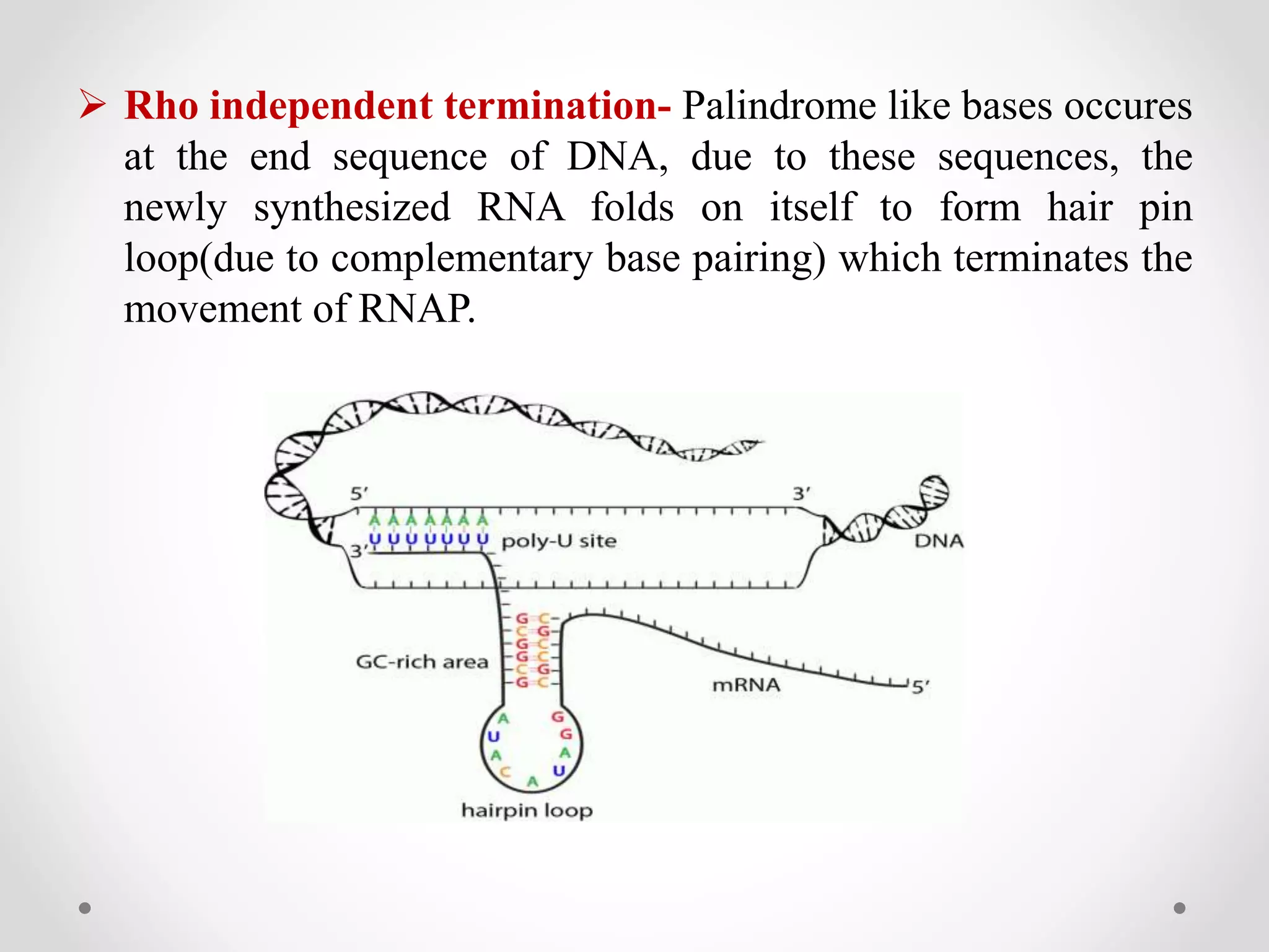  Rho independent termination- Palindrome like bases occures
at the end sequence of DNA, due to these sequences, the
newly synthesized RNA folds on itself to form hair pin
loop(due to complementary base pairing) which terminates the
movement of RNAP.
 