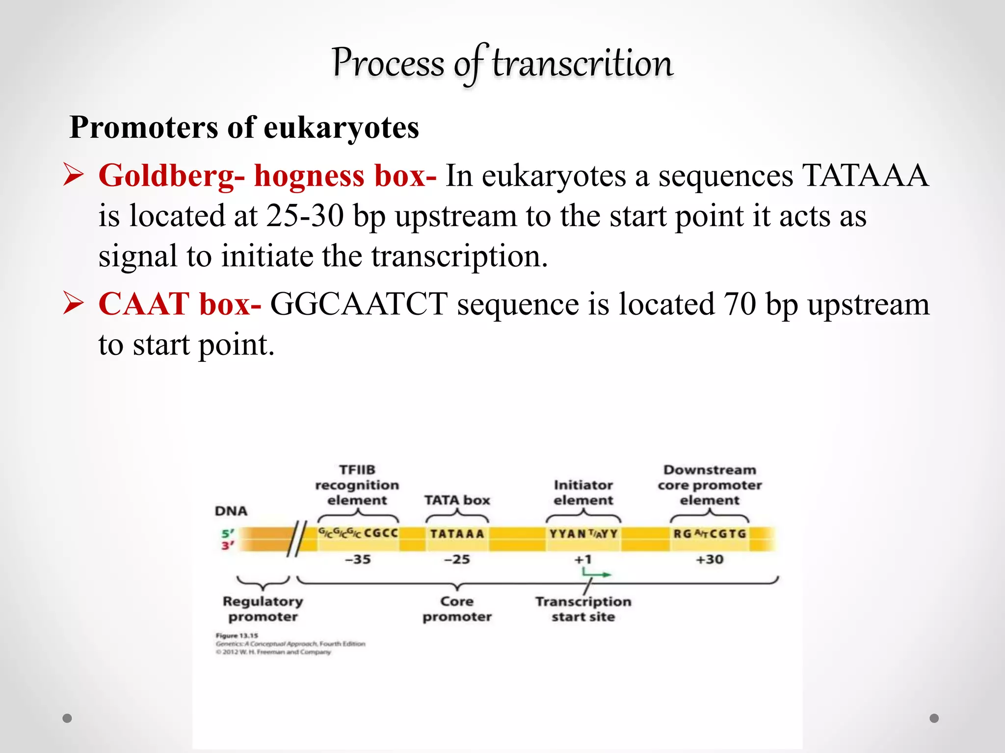 Process of transcrition
Promoters of eukaryotes
 Goldberg- hogness box- In eukaryotes a sequences TATAAA
is located at 25-30 bp upstream to the start point it acts as
signal to initiate the transcription.
 CAAT box- GGCAATCT sequence is located 70 bp upstream
to start point.
 
