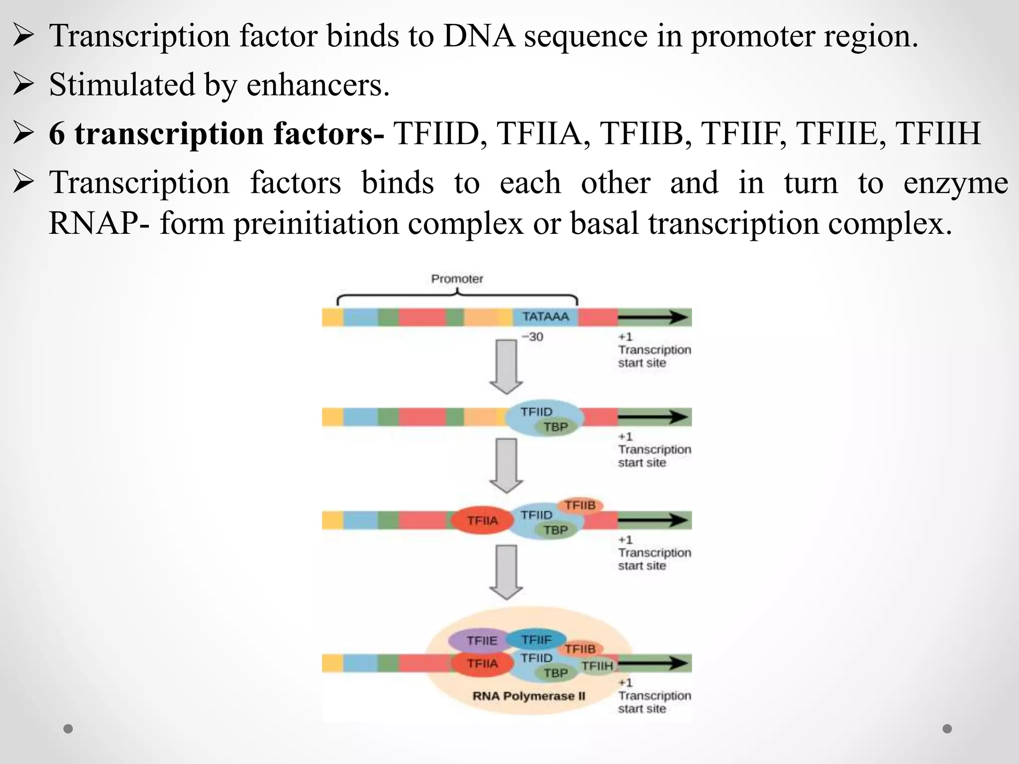  Transcription factor binds to DNA sequence in promoter region.
 Stimulated by enhancers.
 6 transcription factors- TFIID, TFIIA, TFIIB, TFIIF, TFIIE, TFIIH
 Transcription factors binds to each other and in turn to enzyme
RNAP- form preinitiation complex or basal transcription complex.
 