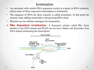 termination
• An encounter with certain DNA sequences results in a pause in RNA synthesis,
and at some of these sequences transcription is terminated.
• The sequence of DNA for these reaction is called terminator. At this point the
enzyme stops adding nucleotide to the growing RNA chain.
• Bacteria use two distinct strategies for termination.
 Rho dependent termination- A hexameric protein called Rho factor
attaches to the DNA strands and RNAP can not move further and dissociates from
DNA strands terminating the transcription.
 