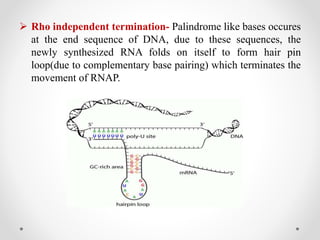  Rho independent termination- Palindrome like bases occures
at the end sequence of DNA, due to these sequences, the
newly synthesized RNA folds on itself to form hair pin
loop(due to complementary base pairing) which terminates the
movement of RNAP.
 