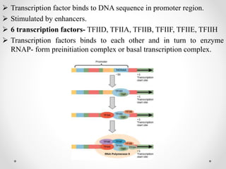  Transcription factor binds to DNA sequence in promoter region.
 Stimulated by enhancers.
 6 transcription factors- TFIID, TFIIA, TFIIB, TFIIF, TFIIE, TFIIH
 Transcription factors binds to each other and in turn to enzyme
RNAP- form preinitiation complex or basal transcription complex.
 