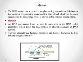 Initiation
• The DNA strands that serves as a template during transcription is known as
the antisense or noncoding strand and the other strand which has the same
sequence as the transcribed RNA, is known as the sense or coding strand.
• Promoter
 An RNA polymerase binds to specific sequences in the DNA called
promoters, which direct the transcription of adjacent segments of DNA
(genes).
 The best characterized bacterial promoters are those of bacterium E. Coli
that are recognized by σ70 .
 