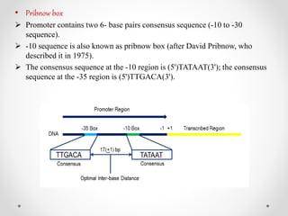 • Pribnow box
 Promoter contains two 6- base pairs consensus sequence (-10 to -30
sequence).
 -10 sequence is also known as pribnow box (after David Pribnow, who
described it in 1975).
 The consensus sequence at the -10 region is (5')TATAAT(3'); the consensus
sequence at the -35 region is (5')TTGACA(3').
 