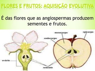 É das flores que as angiospermas produzem 
sementes e frutos. 
 