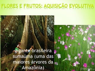 gigante brasileira 
sumaúma (uma das 
maiores árvores da 
Amazônia) 
 