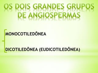 MONOCOTILEDÔNEA 
DICOTILEDÔNEA (EUDICOTILEDÔNEA) 
 