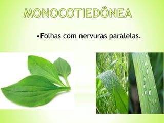 •Folhas com nervuras paralelas. 
 