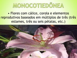 • Flores com cálice, corola e elementos 
reprodutivos baseados em múltiplos de três (três 
estames, três ou seis pétalas, etc.) 
 