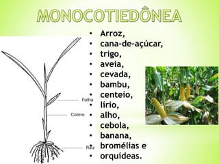 • Arroz, 
• cana-de-açúcar, 
• trigo, 
• aveia, 
• cevada, 
• bambu, 
• centeio, 
• lírio, 
• alho, 
• cebola, 
• banana, 
• bromélias e 
• orquídeas. 
 