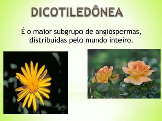 É o maior subgrupo de angiospermas, 
distribuídas pelo mundo inteiro. 
 