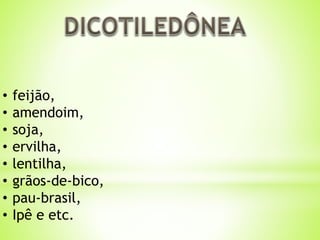 • feijão, 
• amendoim, 
• soja, 
• ervilha, 
• lentilha, 
• grãos-de-bico, 
• pau-brasil, 
• Ipê e etc. 
 