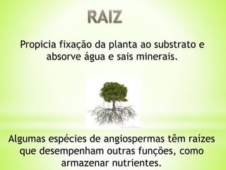 Propicia fixação da planta ao substrato e 
absorve água e sais minerais. 
Algumas espécies de angiospermas têm raízes 
que desempenham outras funções, como 
armazenar nutrientes. 
 