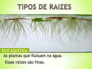 RAIZ AQUÁTICA 
As plantas que flutuam na água. 
Essas raízes são finas. 
 