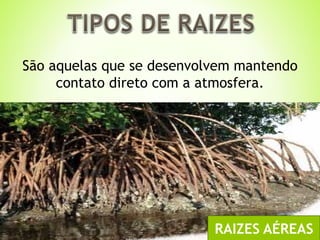 São aquelas que se desenvolvem mantendo 
contato direto com a atmosfera. 
RAIZES AÉREAS 
 