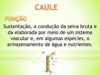 Sustentação, a condução da seiva bruta e 
da elaborada por meio de um sistema 
vascular e, em algumas espécies, o 
armazenamento de água e nutrientes. 
 