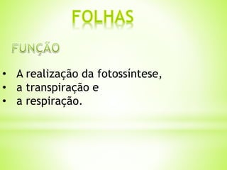 • A realização da fotossíntese, 
• a transpiração e 
• a respiração. 
 