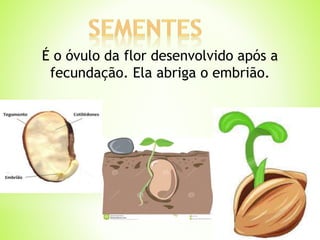 É o óvulo da flor desenvolvido após a 
fecundação. Ela abriga o embrião. 
 