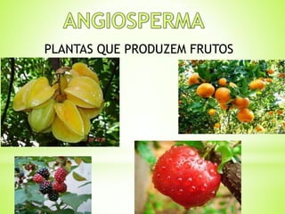 PLANTAS QUE PRODUZEM FRUTOS 
 