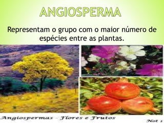 Representam o grupo com o maior número de 
espécies entre as plantas. 
 