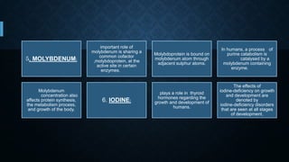 5. MOLYBDENUM:
important role of
molybdenum is sharing a
common cofactor
,molybdoprotein, at the
active site in certain
enzymes.
Molybdoprotein is bound on
molybdenum atom through
adjacent sulphur atoms.
In humans, a process of
purine catabolism is
catalysed by a
molybdenum containing
enzyme.
Molybdenum
concentration also
affects protein synthesis,
the metabolism process,
and growth of the body.
6. IODINE:
plays a role in thyroid
hormones regarding the
growth and development of
humans.
The effects of
iodine-deficiency on growth
and development are
denoted by
iodine-deficiency disorders
that are seen at all stages
of development.
 