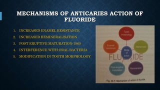 MECHANISMS OF ANTICARIES ACTION OF
FLUORIDE
1. INCREASED ENAMEL RESISTANCE
2. INCREASED REMINERALISATION
3. POST ERUPTIVE MATURATION-1960
4. INTERFERENCE WITH ORAL BACTERIA
5. MODIFICATION IN TOOTH MORPHOLOGY
 