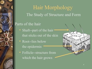 Comprehensive Forensic Science Guide: Trace Evidence Analysis of Hair ...