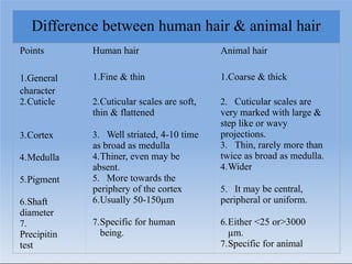 Difference between human hair & animal hair
Points Human hair
1.Fine & thin
Animal hair
1.Coarse & thick
1.General
character
2.Cuticle
3.Cortex
4.Medulla
5.Pigment
6.Shaft
diameter
7.
Precipitin
test
2.Cuticular scales are soft,
thin & flattened
3. Well striated, 4-10 time
as broad as medulla
4.Thiner, even may be
absent.
5. More towards the
periphery of the cortex
6.Usually 50-150µm
7.Specific for human
being.
2. Cuticular scales are
very marked with large &
step like or wavy
projections.
3. Thin, rarely more than
twice as broad as medulla.
4.Wider
5. It may be central,
peripheral or uniform.
6.Either <25 or>3000
µm.
7.Specific for animal
 