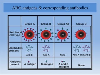 ABO antigens & corresponding antibodies
 
