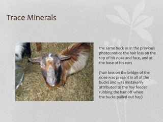 Trace Minerals
the same buck as in the previous
photo; notice the hair loss on the
top of his nose and face, and at
the ba...