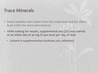 Trace Minerals
• blood samples were taken from the weak buck and the oldest
buck (with the worst skin lesions)
• while wai...
