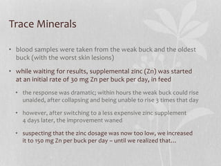 Trace Minerals
• blood samples were taken from the weak buck and the oldest
buck (with the worst skin lesions)
• while wai...