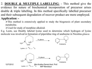 2. DOUBLE & MULTIPLE LABELLING: - This method give the
evidence for nature of biochemical incorporation of precursor arises
double & triple labelling. In this method specifically labelled precursor
and their subsequent degradation of recover product are more employed.
Application: -
    This method is extensively applied to study the biogenesis of plant secondary
    metabolite.
    Used for study of morphine alkaloid.
E.g. Leete, use Doubly labeled lysine used to determine which hydrogen of lysine
molecule was involved in formation of piperidine ring of anabasine in Nicotina glauca.

                                                        N. glauca
                                                                                            N
                                  H2N                                                       H
                  H2N                                                            N
                                       -                                           Anabasine
                            COO
                                 14            15
                  Lysine - 2 -        C, ε −        Ν




                                                         N. glauca
                                                                                                     N
                                      H2N                                                            H
                  H2N                                                                N
                                 COOH                                                    Anabasine
    12/7/2012                     14            15
                                                    Mrs Kratika Daniel,Asst. Prof.
                   Lysine - 2 -        C, α −        Ν     MIP Mandsaur
 