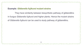 39
Example: Gibberella fujikuroi mutant strains
They have similarity between biosynthetic pathway of gibberellins
in fungus Gibberella fujikuroi and higher plants. Hence the mutant strains
of Gibberella fujikuroi can be used to study pathway of gibberellins.
 