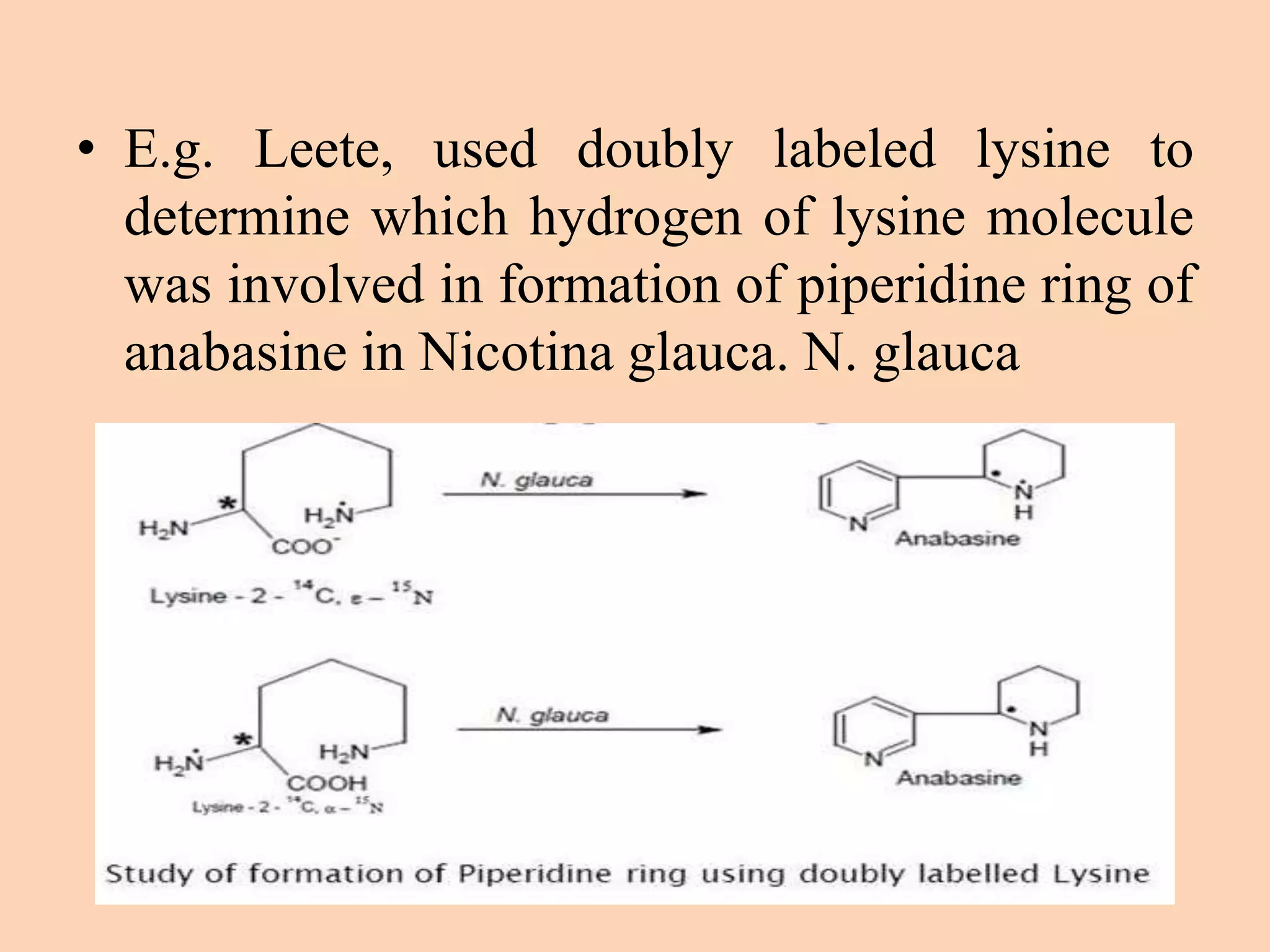 • E.g. Leete, used doubly labeled lysine to
determine which hydrogen of lysine molecule
was involved in formation of piperidine ring of
anabasine in Nicotina glauca. N. glauca
 