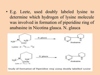 • E.g. Leete, used doubly labeled lysine to
determine which hydrogen of lysine molecule
was involved in formation of piperidine ring of
anabasine in Nicotina glauca. N. glauca
 