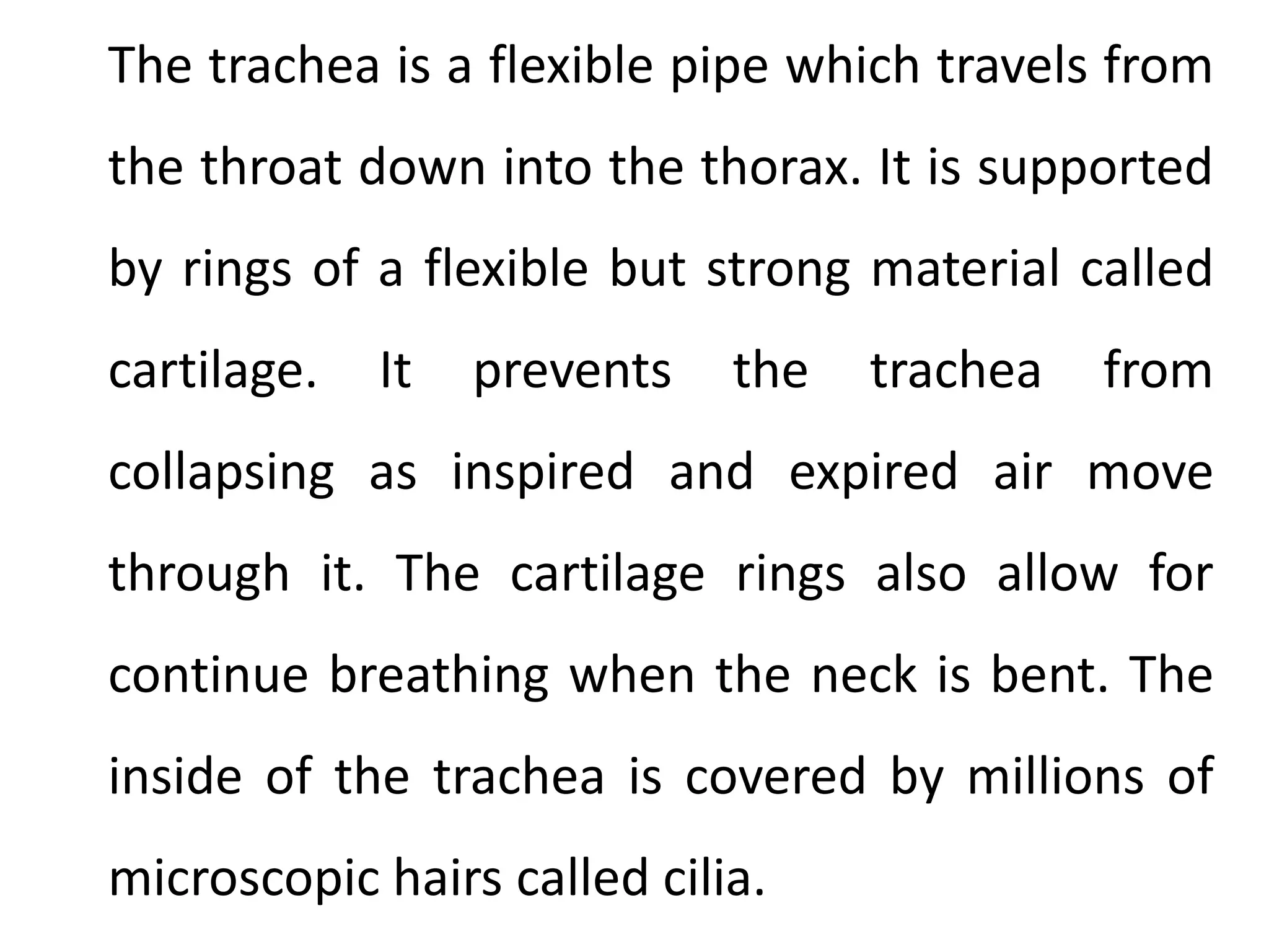 The trachea is a flexible pipe which travels from
the throat down into the thorax. It is supported
by rings of a flexible but strong material called

cartilage.

It

prevents

the

trachea

from

collapsing as inspired and expired air move

through it. The cartilage rings also allow for
continue breathing when the neck is bent. The

inside of the trachea is covered by millions of
microscopic hairs called cilia.

 