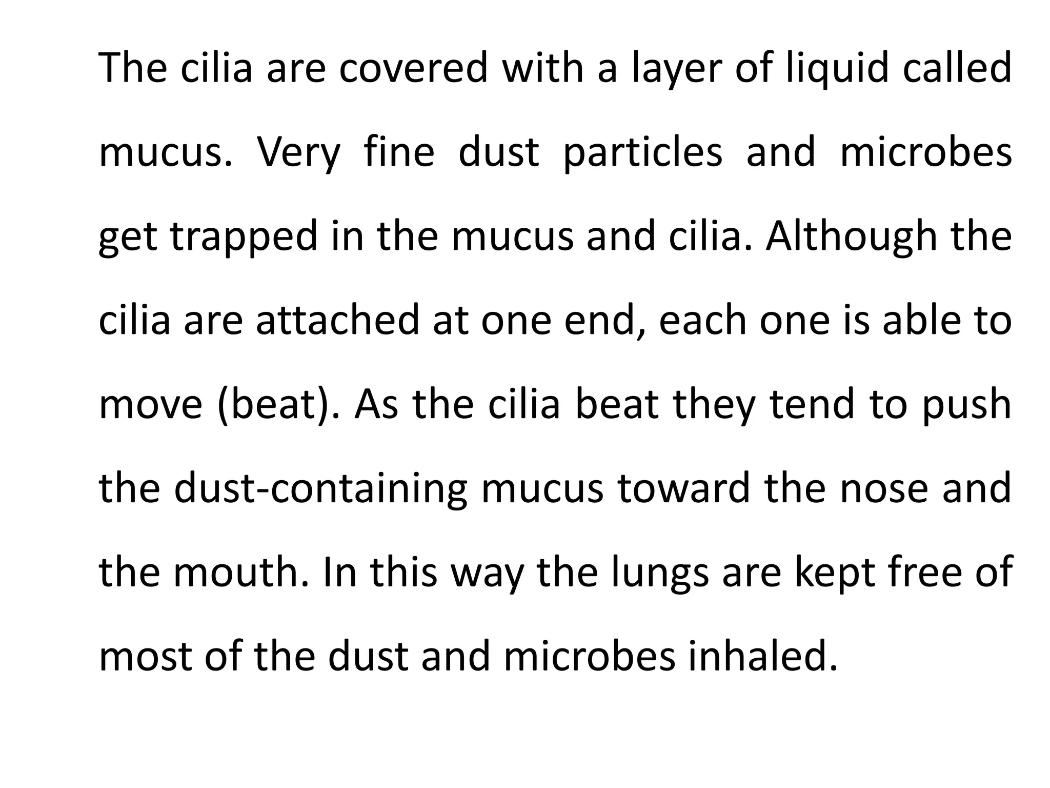 The cilia are covered with a layer of liquid called
mucus. Very fine dust particles and microbes
get trapped in the mucus and cilia. Although the
cilia are attached at one end, each one is able to
move (beat). As the cilia beat they tend to push
the dust-containing mucus toward the nose and
the mouth. In this way the lungs are kept free of
most of the dust and microbes inhaled.

 