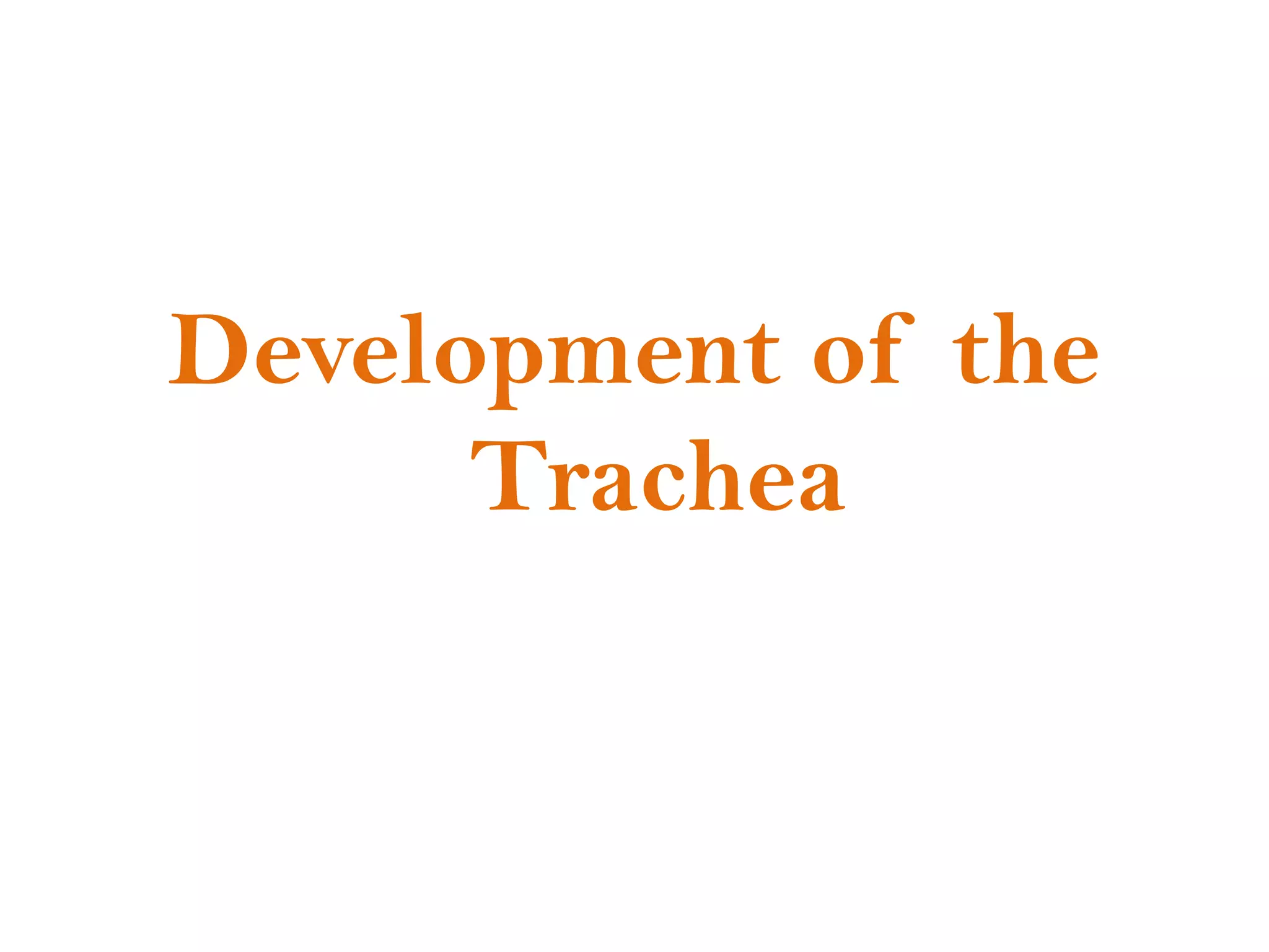 Development of the
Trachea

 