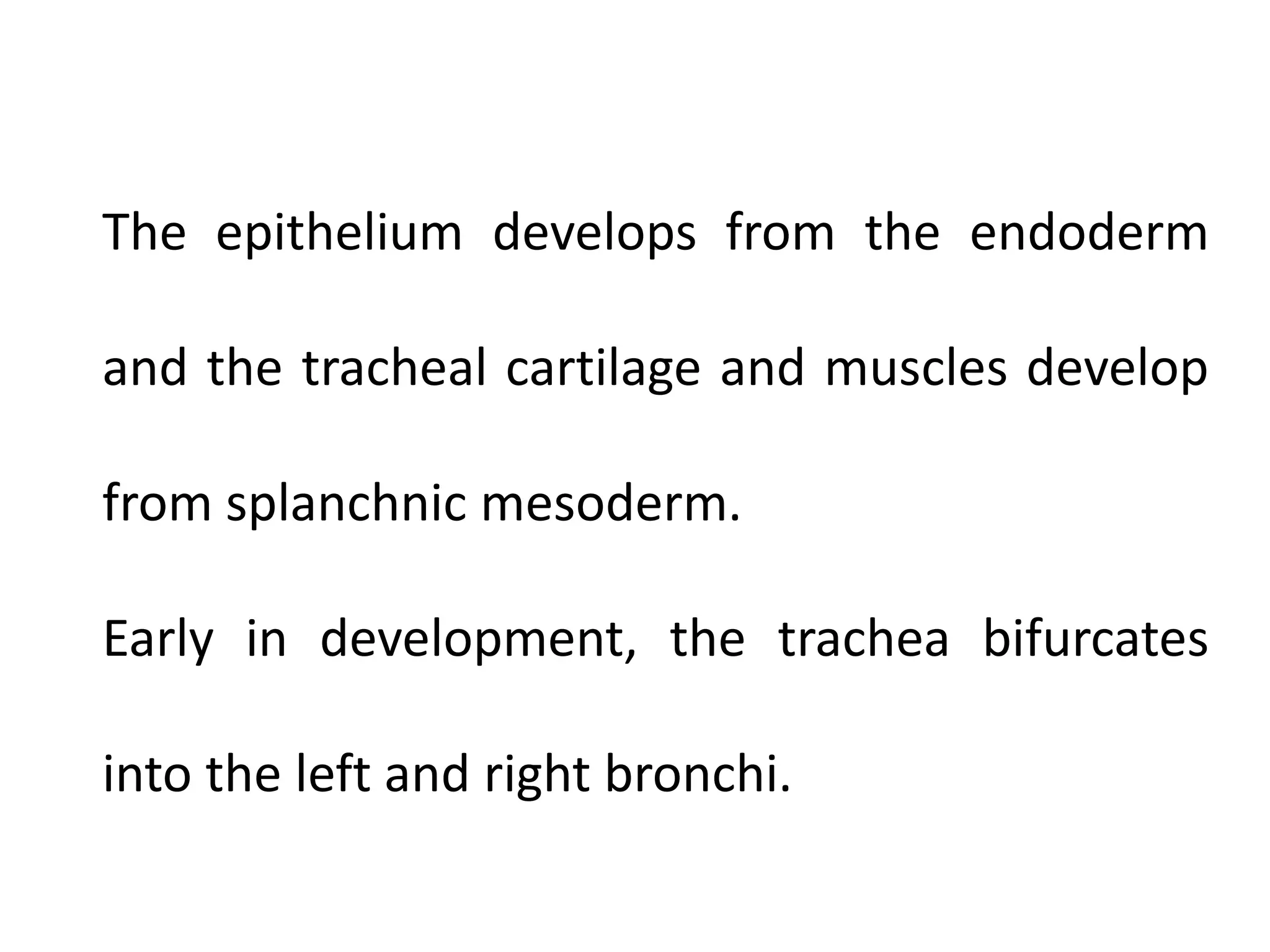 The epithelium develops from the endoderm
and the tracheal cartilage and muscles develop
from splanchnic mesoderm.

Early in development, the trachea bifurcates
into the left and right bronchi.

 