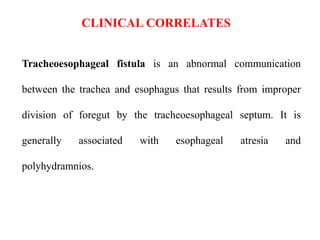 CLINICAL CORRELATES
Tracheoesophageal fistula is an abnormal communication
between the trachea and esophagus that results from improper
division of foregut by the tracheoesophageal septum. It is
generally

associated

polyhydramnios.

with

esophageal

atresia

and

 