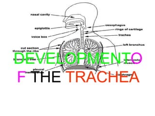 DEVELOPMENTO
F THE TRACHEA

 