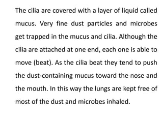 The cilia are covered with a layer of liquid called
mucus. Very fine dust particles and microbes
get trapped in the mucus and cilia. Although the
cilia are attached at one end, each one is able to
move (beat). As the cilia beat they tend to push
the dust-containing mucus toward the nose and
the mouth. In this way the lungs are kept free of
most of the dust and microbes inhaled.

 