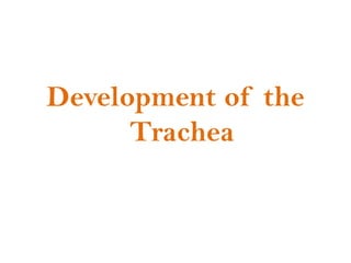 Development of the
Trachea

 