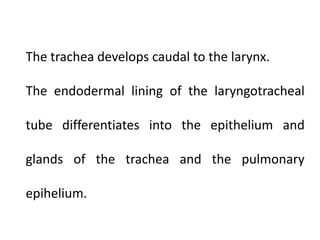 The trachea develops caudal to the larynx.
The endodermal lining of the laryngotracheal
tube differentiates into the epithelium and
glands of the trachea and the pulmonary

epihelium.

 