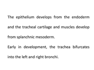 The epithelium develops from the endoderm
and the tracheal cartilage and muscles develop
from splanchnic mesoderm.

Early in development, the trachea bifurcates
into the left and right bronchi.

 