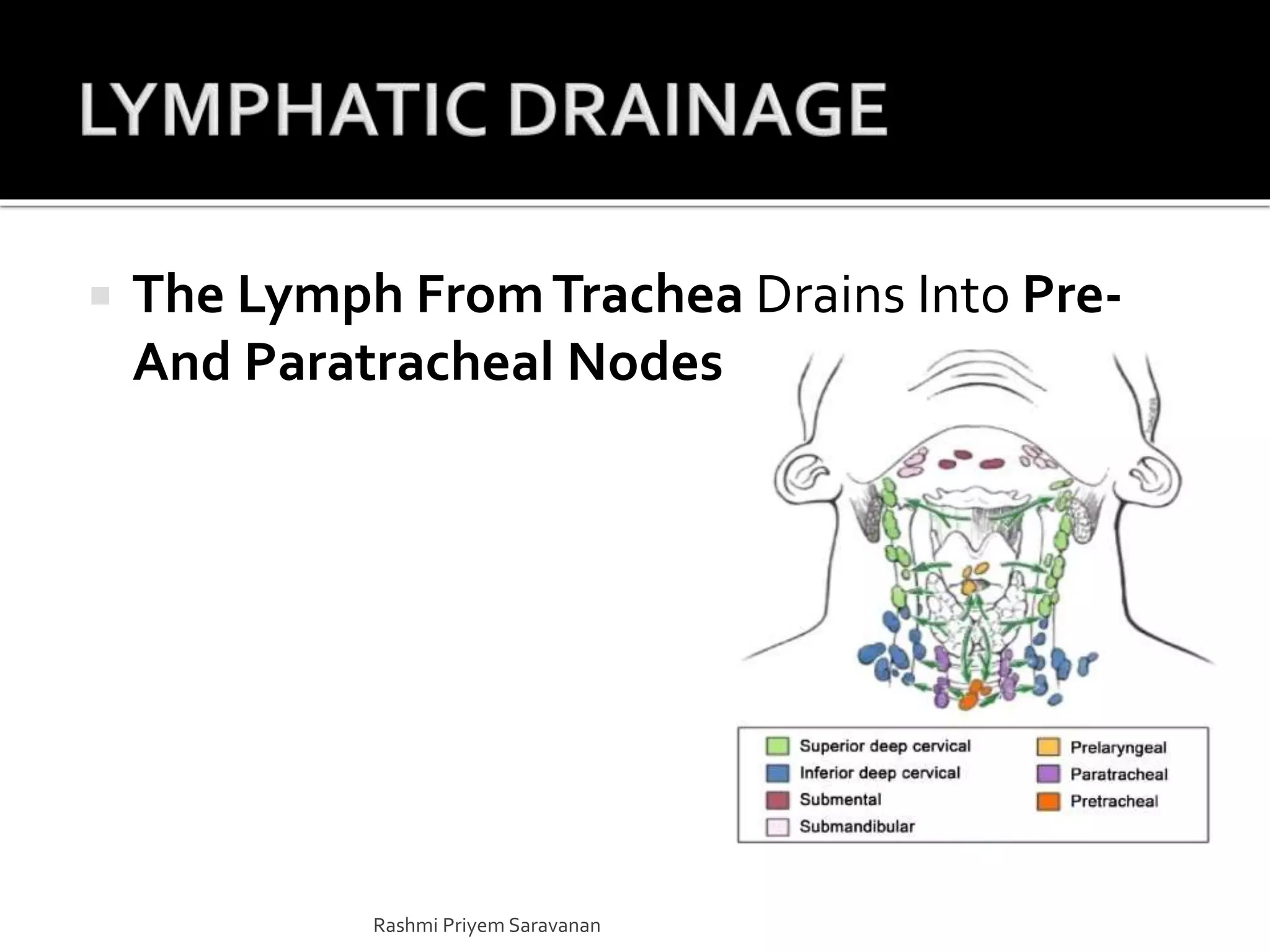  The Lymph FromTrachea Drains Into Pre-
And Paratracheal Nodes
Rashmi Priyem Saravanan
 