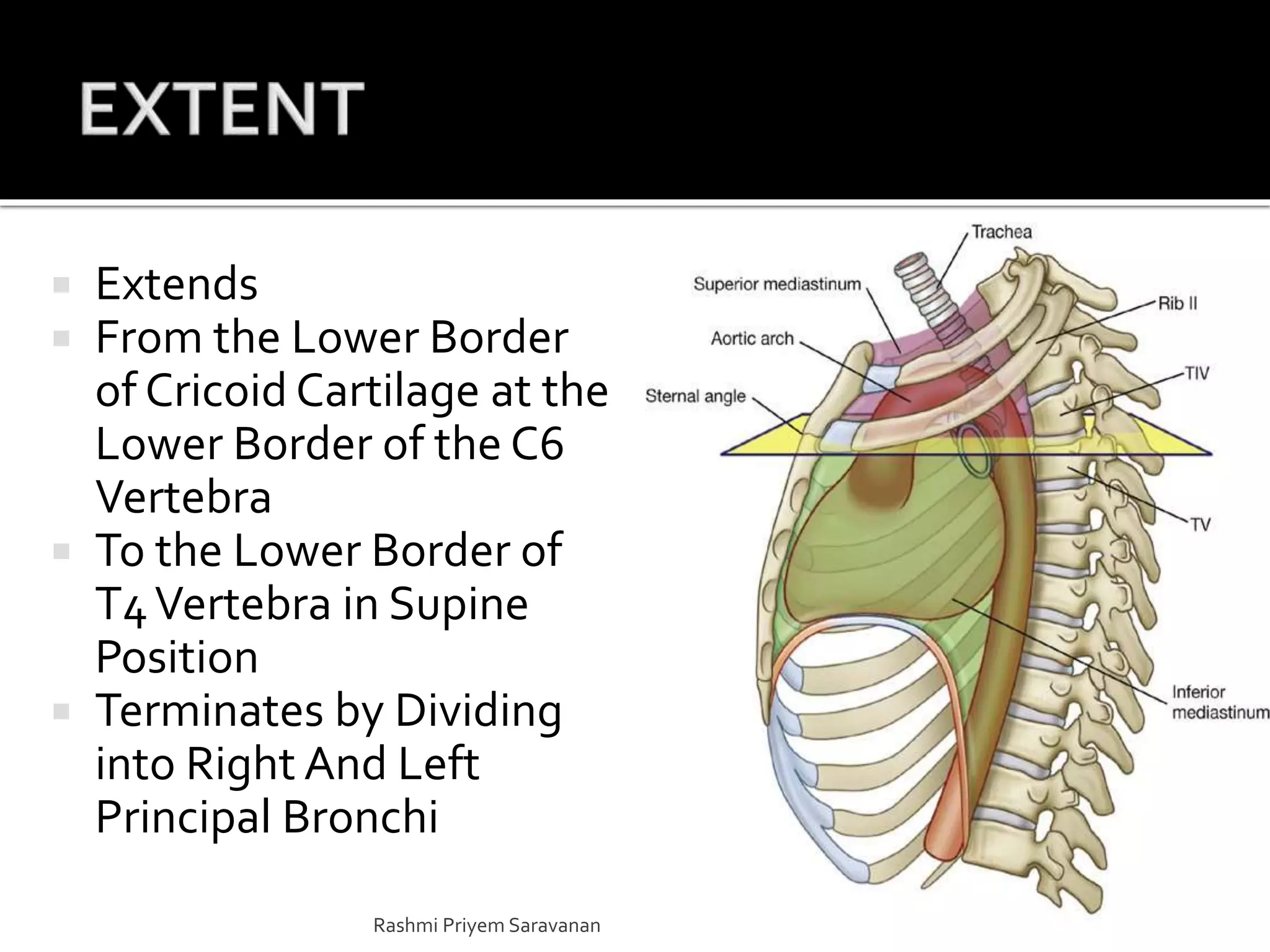  Extends
 From the Lower Border
of Cricoid Cartilage at the
Lower Border of the C6
Vertebra
 To the Lower Border of
T4Vertebra in Supine
Position
 Terminates by Dividing
into Right And Left
Principal Bronchi
Rashmi Priyem Saravanan
 