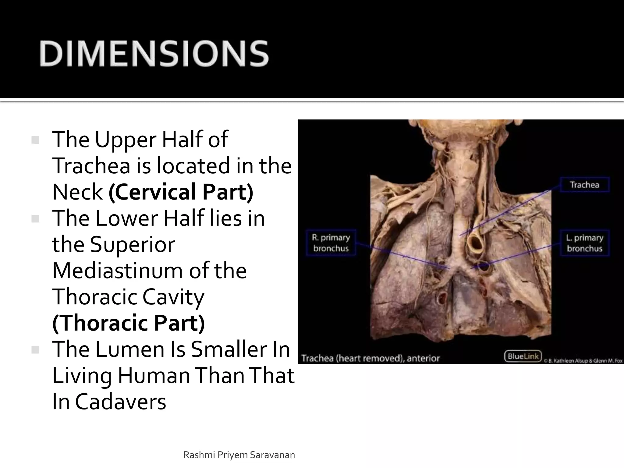  The Upper Half of
Trachea is located in the
Neck (Cervical Part)
 The Lower Half lies in
the Superior
Mediastinum of the
Thoracic Cavity
(Thoracic Part)
 The Lumen Is Smaller In
Living HumanThanThat
In Cadavers
Rashmi Priyem Saravanan
 